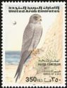 Sooty Falcon (Falco concolor) 